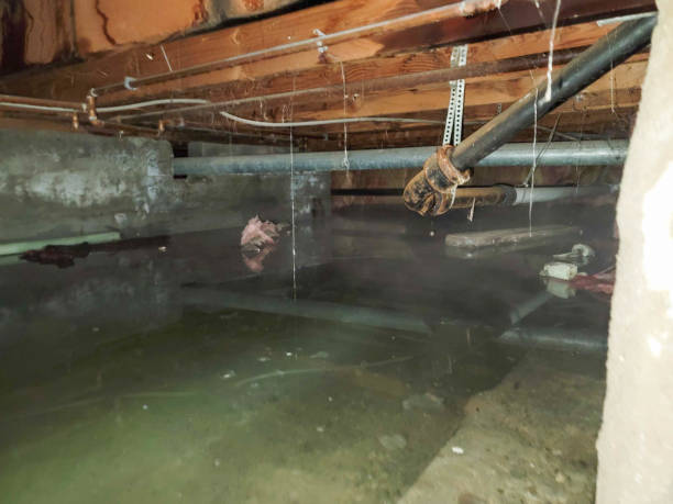 Best Water damage repair service  in Columbia, IL