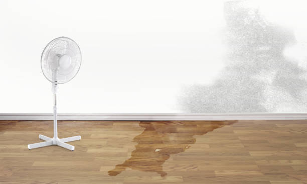 Best Water damage restoration experts  in Columbia, IL